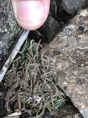 Cladonia macroceras