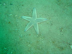 Astropecten irregularis pontoporeus