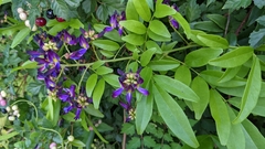 Wisterieae