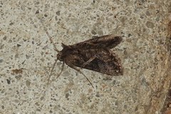 Ctenoplusia oxygramma