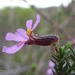 Cuphea ericoides - Photo (c) eneaschr, μερικά δικαιώματα διατηρούνται (CC BY-NC)
