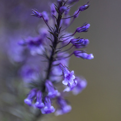 Anarrhinum longipedicellatum