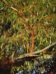 Eucalyptus salubris