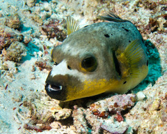 Blackspotted Puffer photo 4