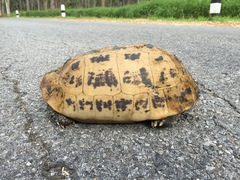 Indotestudo elongata