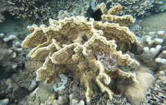 Millepora platyphylla