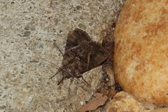 Ctenoplusia oxygramma