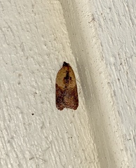 Acleris fragariana