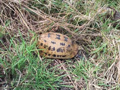 Indotestudo elongata