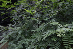 Pterocarya stenoptera