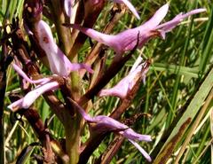 Disa