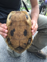 Indotestudo elongata