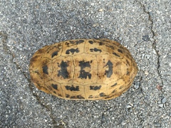 Indotestudo elongata
