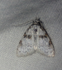 Nola euraphes