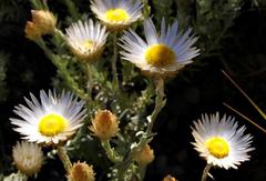 Helichrysum argyrolepis