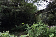 Pterocarya stenoptera