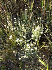 Helichrysum argyrolepis