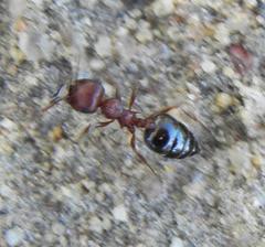 Crematogaster melanogaster