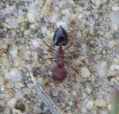 Crematogaster melanogaster