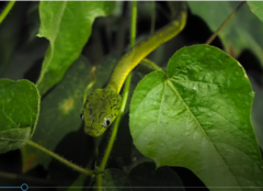 Boiga cyanea