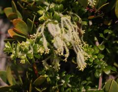Galium tomentosum