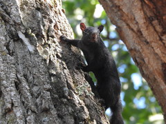 Sciurus carolinensis