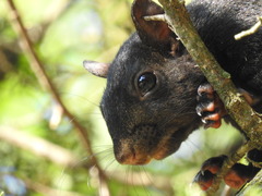 Sciurus carolinensis