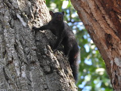 Sciurus carolinensis
