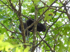 Sciurus carolinensis