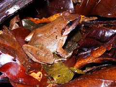 Limnonectes paramacrodon