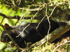 Sciurus carolinensis