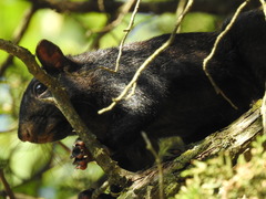 Sciurus carolinensis
