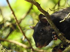 Sciurus carolinensis