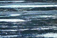 Speculanas specularis