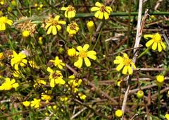 Senecio bupleuroides
