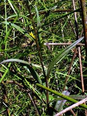 Senecio bupleuroides