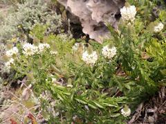 Dischisma ciliatum erinoides