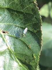 Condylostylus longicornis