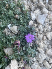 Epilobium obcordatum