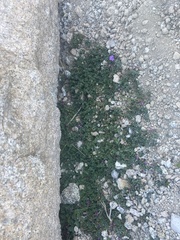 Epilobium obcordatum