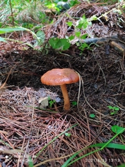 Hygrophorineae