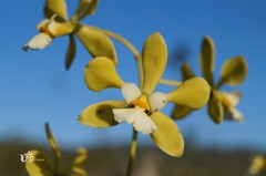 Encyclia alboxanthina