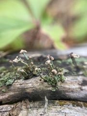 Cladonia botrytes