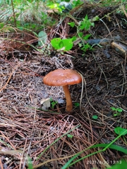 Hygrophorineae