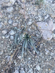 Ivesia santolinoides