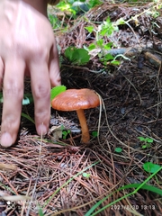 Hygrophorineae