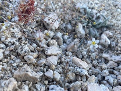 Ivesia santolinoides