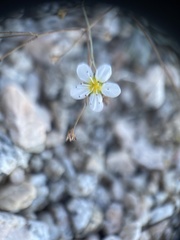 Ivesia santolinoides