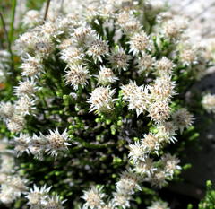 Dolichothrix ericoides