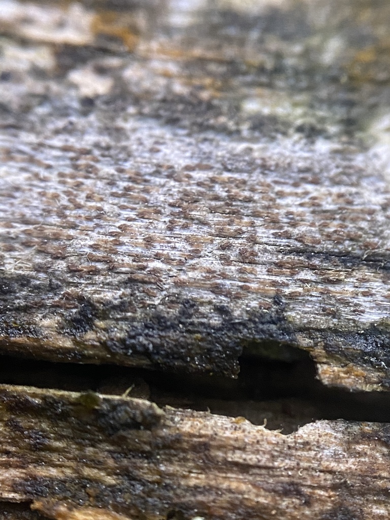 Xylographa trunciseda